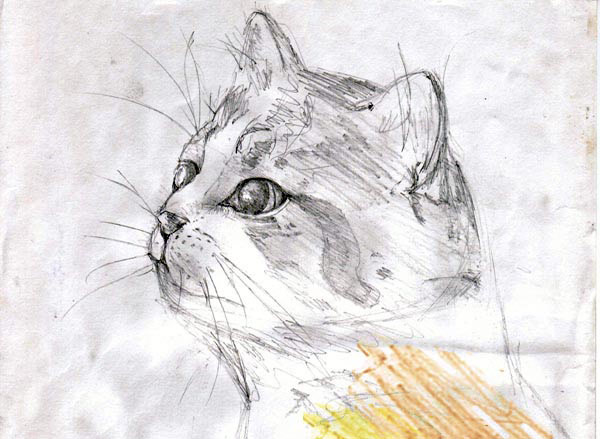 Рисунок котика